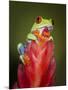 Red-eyed tree frog-Maresa Pryor-Mounted Photographic Print