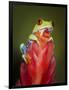 Red-eyed tree frog-Maresa Pryor-Framed Photographic Print