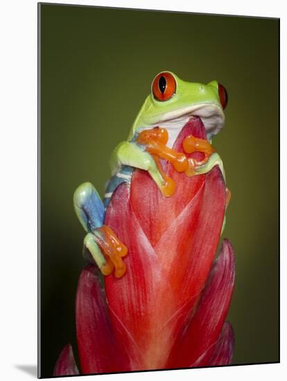 Red-eyed tree frog-Maresa Pryor-Mounted Premium Photographic Print