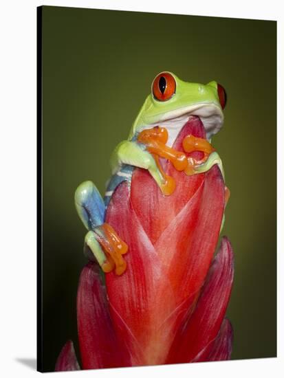 Red-eyed tree frog-Maresa Pryor-Stretched Canvas