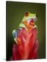 Red-eyed tree frog-Maresa Pryor-Stretched Canvas