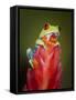 Red-eyed tree frog-Maresa Pryor-Framed Stretched Canvas