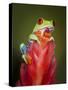 Red-eyed tree frog-Maresa Pryor-Stretched Canvas