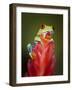 Red-eyed tree frog-Maresa Pryor-Framed Photographic Print