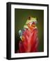 Red-eyed tree frog-Maresa Pryor-Framed Photographic Print