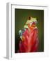 Red-eyed tree frog-Maresa Pryor-Framed Photographic Print