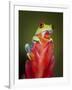 Red-eyed tree frog-Maresa Pryor-Framed Photographic Print