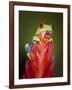 Red-eyed tree frog-Maresa Pryor-Framed Photographic Print