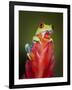 Red-eyed tree frog-Maresa Pryor-Framed Photographic Print