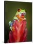 Red-eyed tree frog-Maresa Pryor-Stretched Canvas