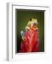 Red-eyed tree frog-Maresa Pryor-Framed Photographic Print