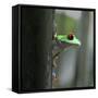 Red Eyed Tree Frog-Dana Brett Munach-Framed Stretched Canvas