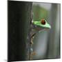 Red Eyed Tree Frog-Dana Brett Munach-Mounted Giclee Print