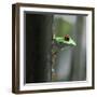 Red Eyed Tree Frog-Dana Brett Munach-Framed Giclee Print