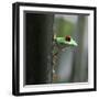 Red Eyed Tree Frog-Dana Brett Munach-Framed Giclee Print