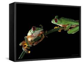 Red-Eyed Tree Frogs, Barro Colorado Island, Panama-Christian Ziegler-Framed Stretched Canvas