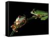 Red-Eyed Tree Frogs, Barro Colorado Island, Panama-Christian Ziegler-Framed Stretched Canvas