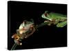 Red-Eyed Tree Frogs, Barro Colorado Island, Panama-Christian Ziegler-Stretched Canvas
