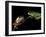 Red-Eyed Tree Frogs, Barro Colorado Island, Panama-Christian Ziegler-Framed Photographic Print