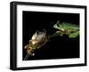 Red-Eyed Tree Frogs, Barro Colorado Island, Panama-Christian Ziegler-Framed Photographic Print