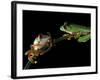 Red-Eyed Tree Frogs, Barro Colorado Island, Panama-Christian Ziegler-Framed Photographic Print