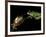 Red-Eyed Tree Frogs, Barro Colorado Island, Panama-Christian Ziegler-Framed Photographic Print