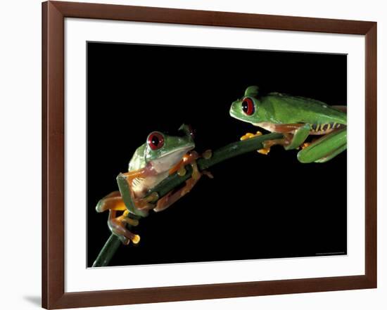 Red-Eyed Tree Frogs, Barro Colorado Island, Panama-Christian Ziegler-Framed Photographic Print