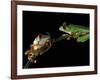 Red-Eyed Tree Frogs, Barro Colorado Island, Panama-Christian Ziegler-Framed Photographic Print