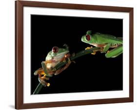 Red-Eyed Tree Frogs, Barro Colorado Island, Panama-Christian Ziegler-Framed Photographic Print