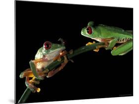 Red-Eyed Tree Frogs, Barro Colorado Island, Panama-Christian Ziegler-Mounted Photographic Print