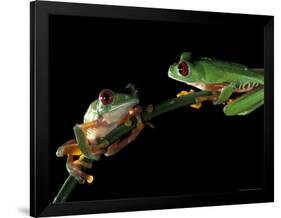 Red-Eyed Tree Frogs, Barro Colorado Island, Panama-Christian Ziegler-Framed Photographic Print