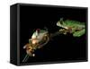 Red-Eyed Tree Frogs, Barro Colorado Island, Panama-Christian Ziegler-Framed Stretched Canvas