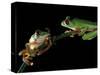 Red-Eyed Tree Frogs, Barro Colorado Island, Panama-Christian Ziegler-Stretched Canvas