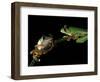 Red-Eyed Tree Frogs, Barro Colorado Island, Panama-Christian Ziegler-Framed Photographic Print