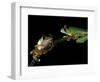 Red-Eyed Tree Frogs, Barro Colorado Island, Panama-Christian Ziegler-Framed Photographic Print