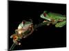 Red-Eyed Tree Frogs, Barro Colorado Island, Panama-Christian Ziegler-Mounted Photographic Print