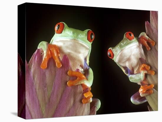 Red-Eyed Tree Frogs-David Aubrey-Stretched Canvas