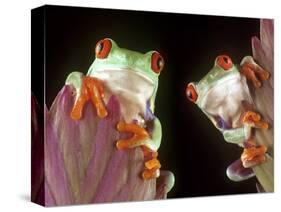 Red-Eyed Tree Frogs-David Aubrey-Stretched Canvas