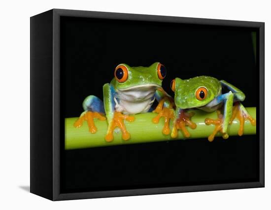 Red-eyed Tree Frogs-Kevin Schafer-Framed Stretched Canvas