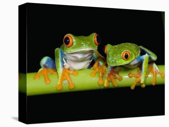 Red-eyed Tree Frogs-Kevin Schafer-Stretched Canvas