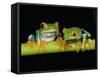 Red-eyed Tree Frogs-Kevin Schafer-Framed Stretched Canvas