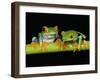 Red-eyed Tree Frogs-Kevin Schafer-Framed Premium Photographic Print