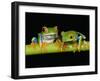 Red-eyed Tree Frogs-Kevin Schafer-Framed Premium Photographic Print