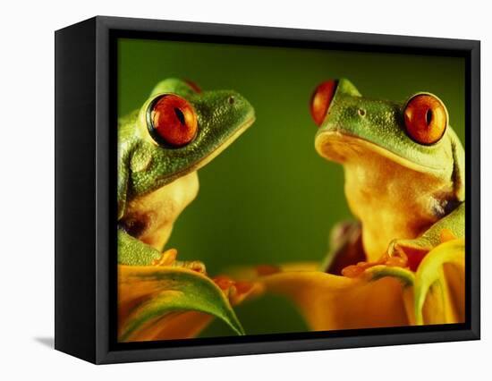 Red-Eyed Tree Frogs-David Aubrey-Framed Stretched Canvas