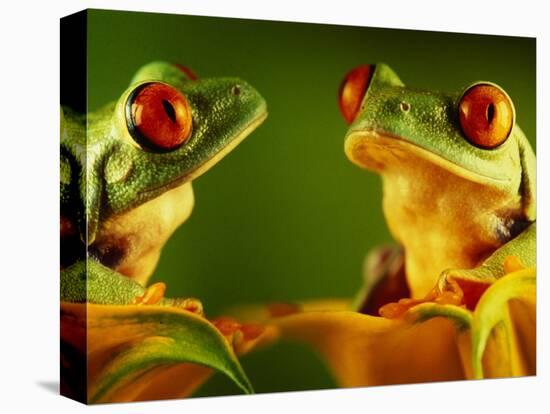 Red-Eyed Tree Frogs-David Aubrey-Stretched Canvas