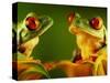 Red-Eyed Tree Frogs-David Aubrey-Stretched Canvas