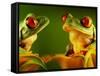 Red-Eyed Tree Frogs-David Aubrey-Framed Stretched Canvas