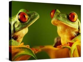 Red-Eyed Tree Frogs-David Aubrey-Stretched Canvas