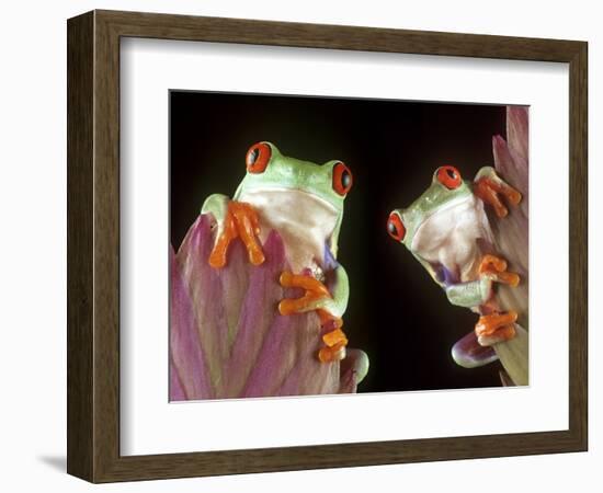 Red-Eyed Tree Frogs-David Aubrey-Framed Photographic Print