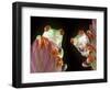 Red-Eyed Tree Frogs-David Aubrey-Framed Photographic Print